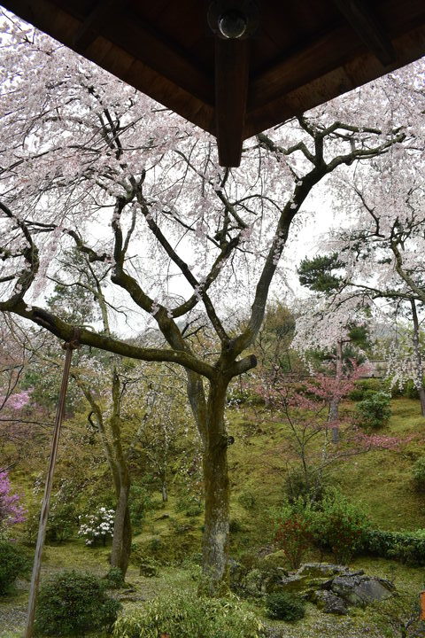 春の京都の見どころ_嵐山の名所_天龍寺の桜_百花苑