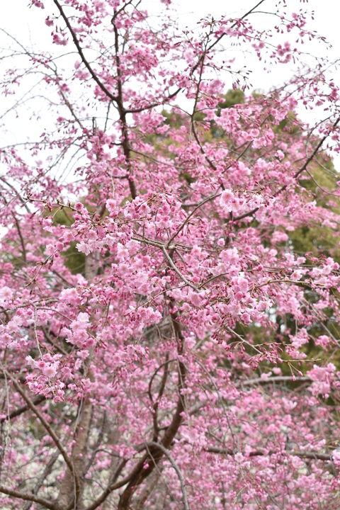 春の京都の名所観光_平安神宮神苑_南神苑の八重紅枝垂れ桜