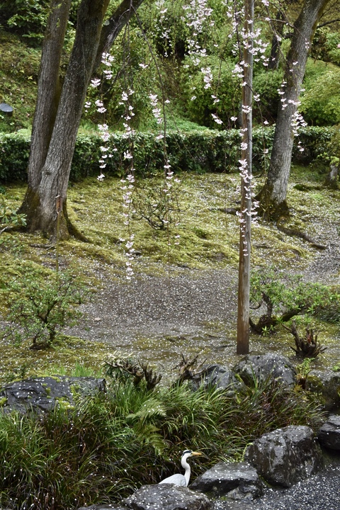 春の京都の見どころ_嵐山の名所_天龍寺の桜_百花苑