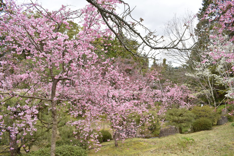 春の京都の名所観光_平安神宮神苑_南神苑の八重紅枝垂れ桜