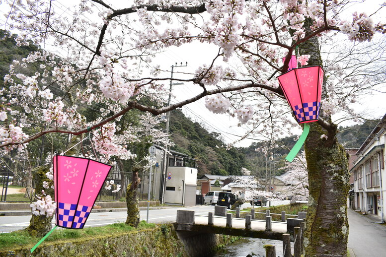 城崎温泉の風景_春の桜並木