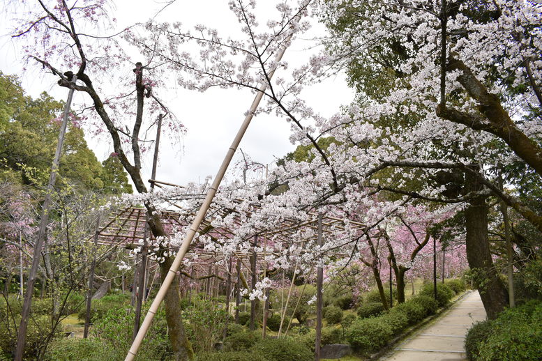 春の京都の名所観光_平安神宮神苑_南神苑の桜