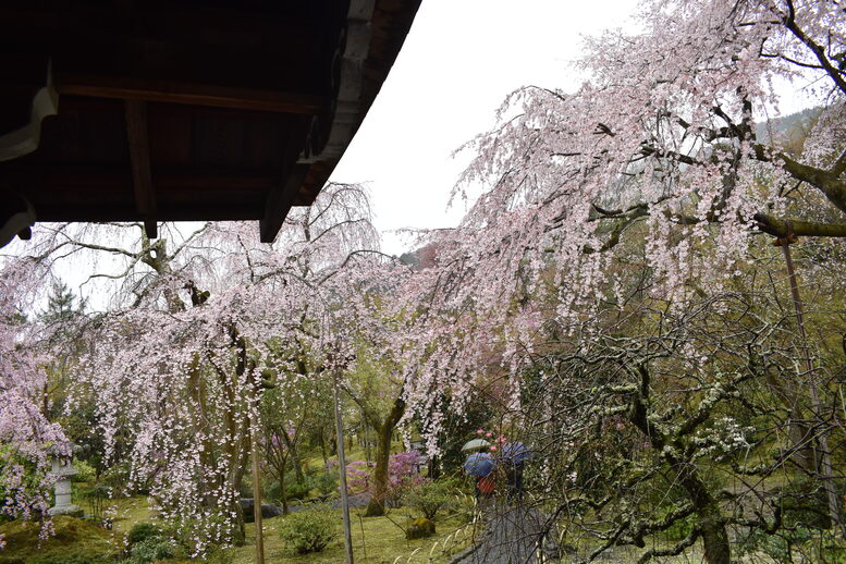 春の京都の見どころ_嵐山の名所_天龍寺の桜_百花苑