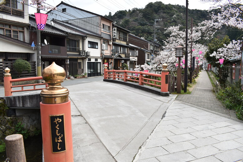 城崎温泉の風景_春の桜並木_薬師橋