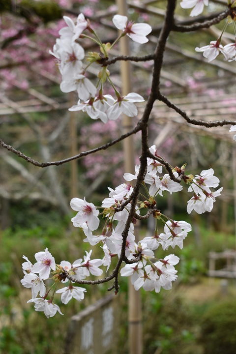 春の京都の名所観光_平安神宮神苑_南神苑の桜