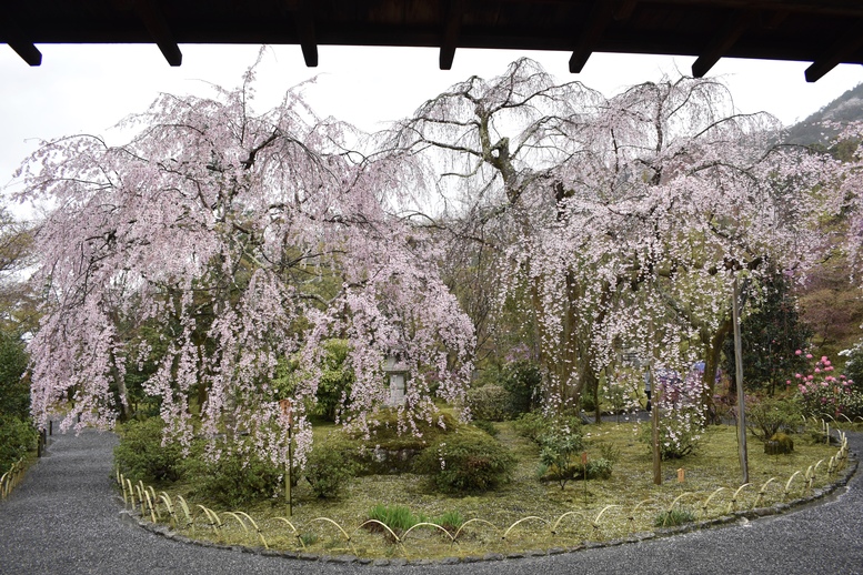 春の京都の見どころ_嵐山の名所_天龍寺の桜_百花苑