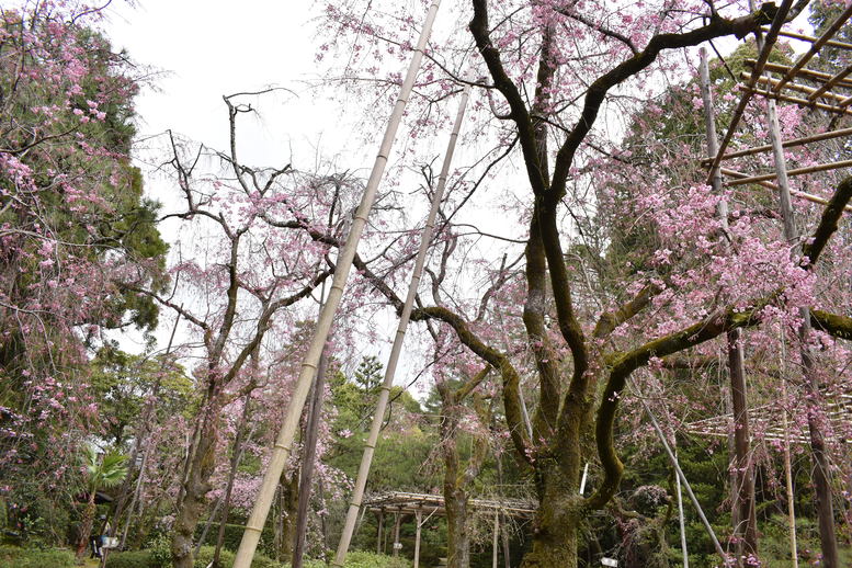 春の京都の名所観光_平安神宮神苑_南神苑の桜