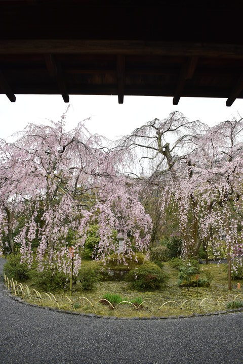 春の京都の見どころ_嵐山の名所_天龍寺の桜_百花苑