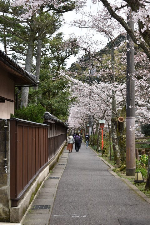 城崎温泉の風景_春の桜並木_木屋町通り