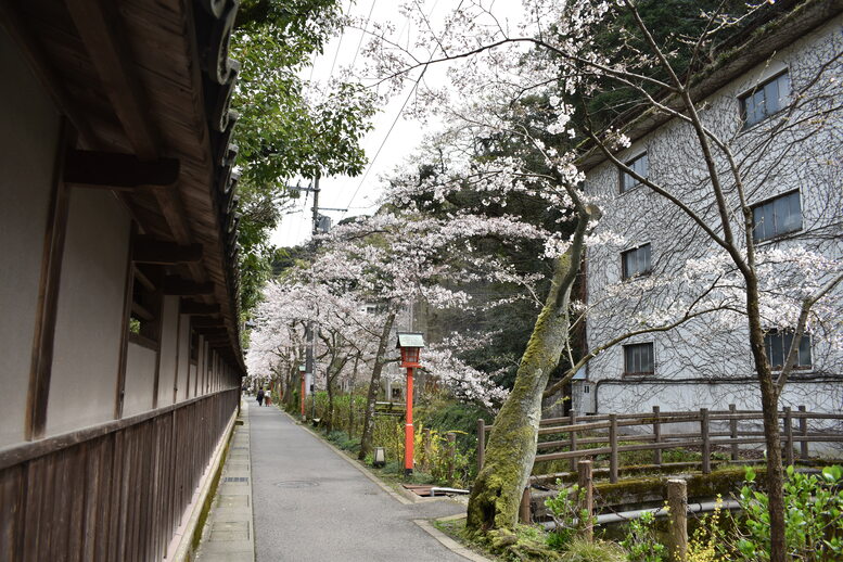 城崎温泉の風景_春の桜並木_木屋町通り