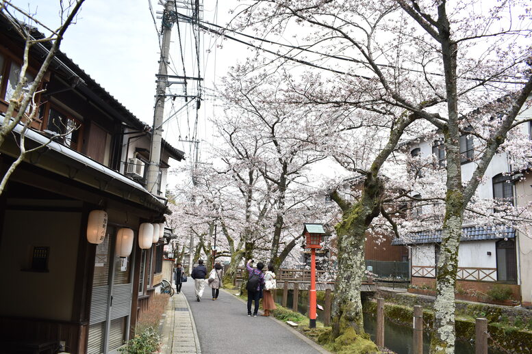 城崎温泉の風景_春の桜並木_木屋町通り