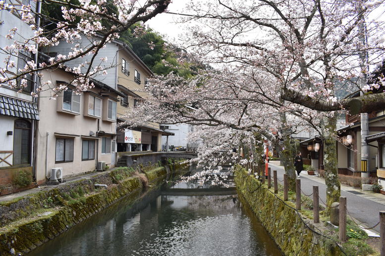 城崎温泉の風景_春の桜並木_木屋町通り