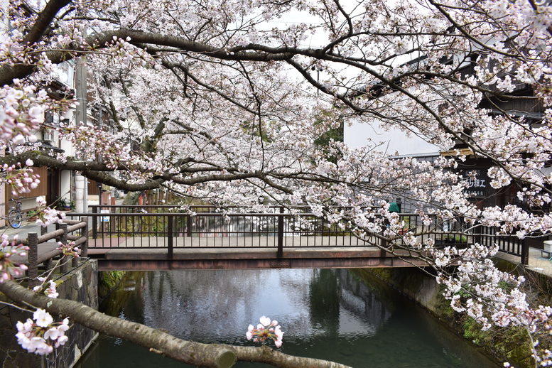 城崎温泉の風景_春の桜並木_木屋町通り