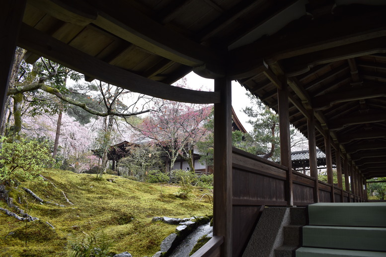 春の京都の見どころ_嵐山の名所_天龍寺の桜_百花苑