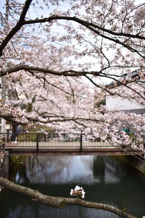 城崎温泉の風景_春の桜並木_木屋町通り