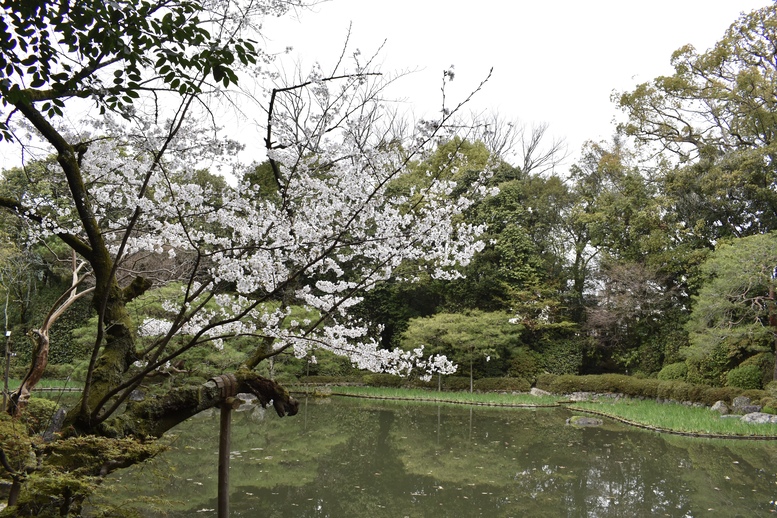 春の京都の名所観光_平安神宮神苑_西神苑の白虎池