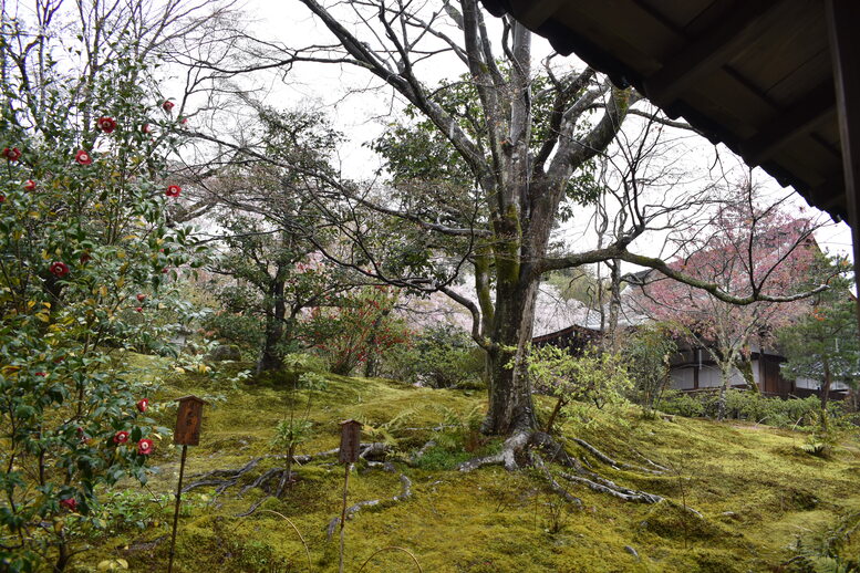 春の京都の見どころ_嵐山の名所_天龍寺の桜_茶室の侘び寂び