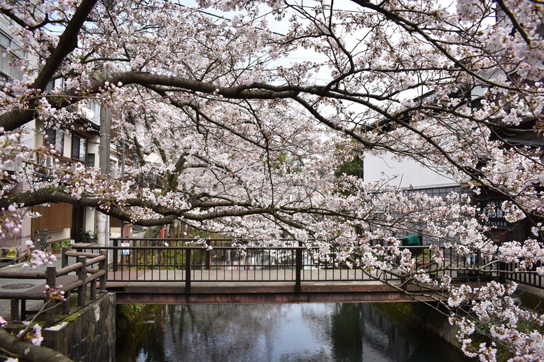 城崎温泉の風景_春の桜並木_木屋町通り