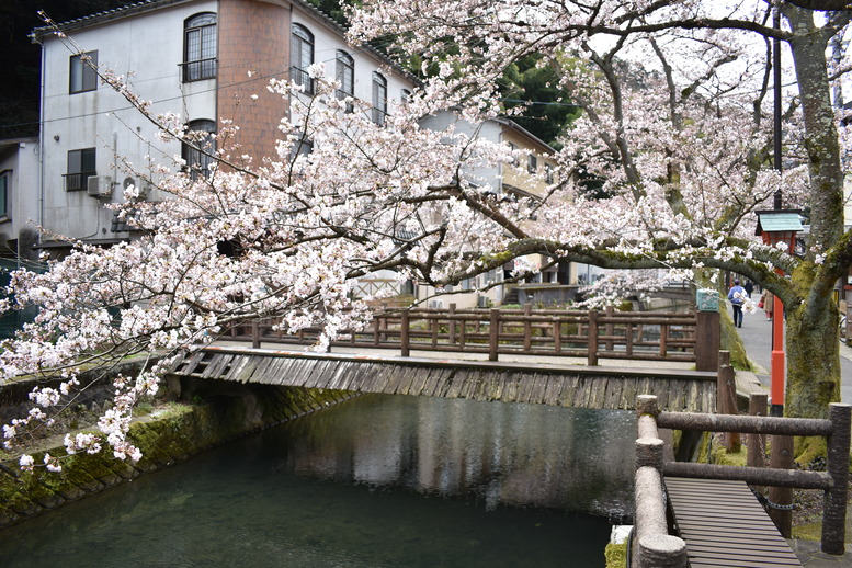 城崎温泉の風景_春の桜並木_木屋町通り