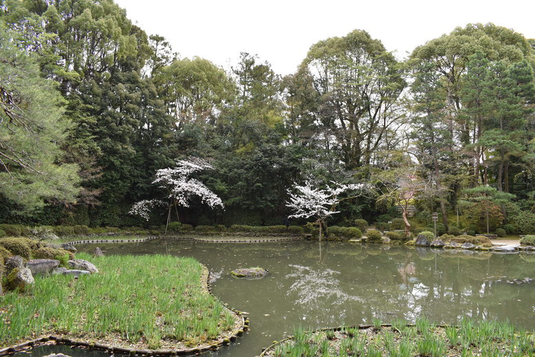 春の京都の名所観光_平安神宮神苑_西神苑の白虎池と花菖蒲