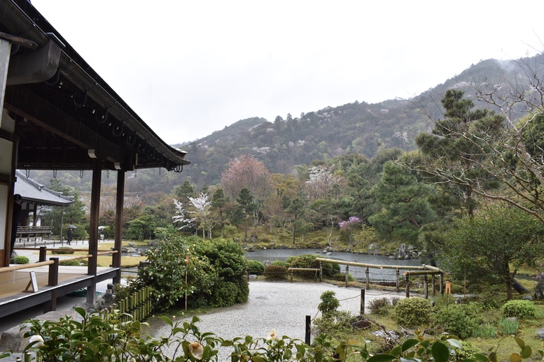 春の京都の見どころ_嵐山の名所_天龍寺の桜_曹源池庭園