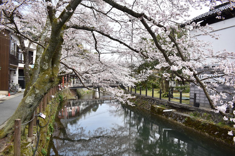 城崎温泉の風景_春の桜並木_木屋町通り