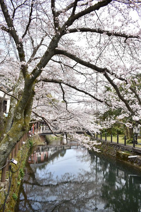 城崎温泉の風景_春の桜並木_木屋町通り