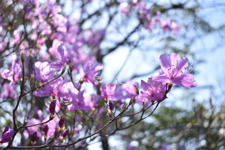 城崎温泉の風景_温泉街の自然_トレッキング_春の花