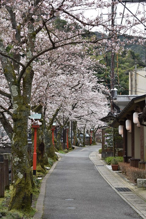 城崎温泉の風景_春の桜並木_木屋町通り