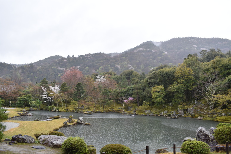 春の京都の見どころ_嵐山の名所_天龍寺の桜_曹源池庭園