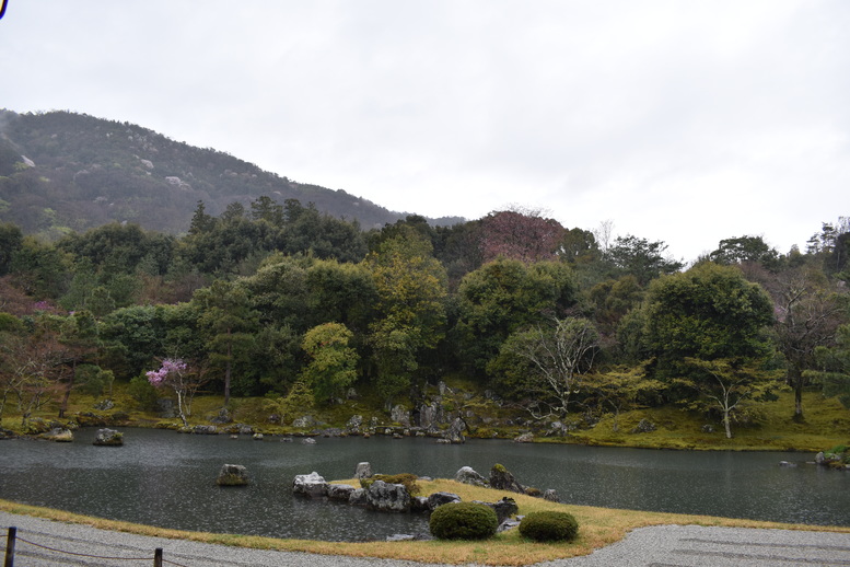 春の京都の見どころ_嵐山の名所_天龍寺の桜_曹源池庭園