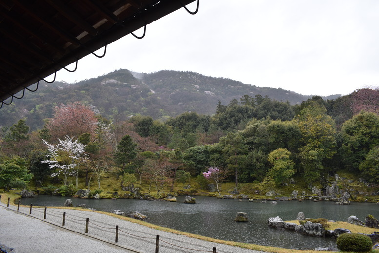 春の京都の見どころ_嵐山の名所_天龍寺の桜_曹源池庭園