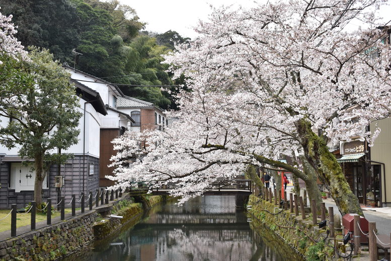 城崎温泉の風景_春の桜並木_木屋町通り