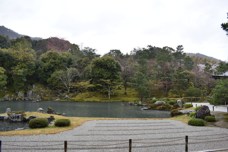 春の京都の見どころ_嵐山の名所_天龍寺の桜_曹源池庭園