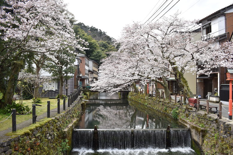 城崎温泉の風景_春の桜並木_木屋町通り