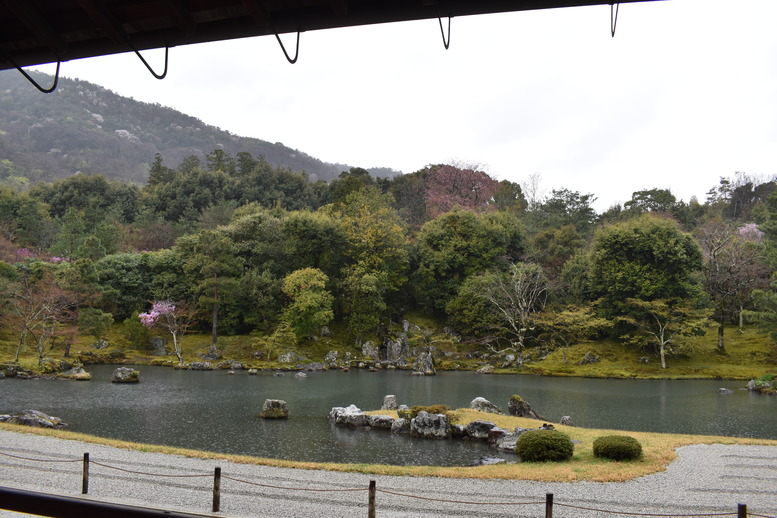 春の京都の見どころ_嵐山の名所_天龍寺の桜_曹源池庭園