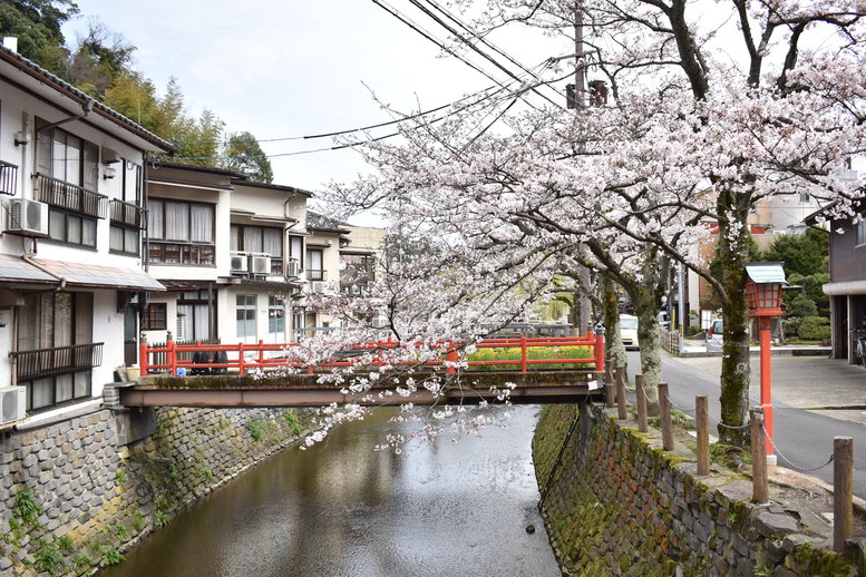 城崎温泉の風景_春の桜並木_木屋町通り