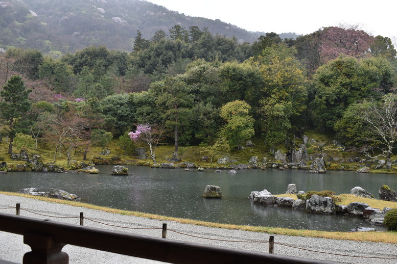 春の京都の見どころ_嵐山の名所_天龍寺の桜_曹源池庭園