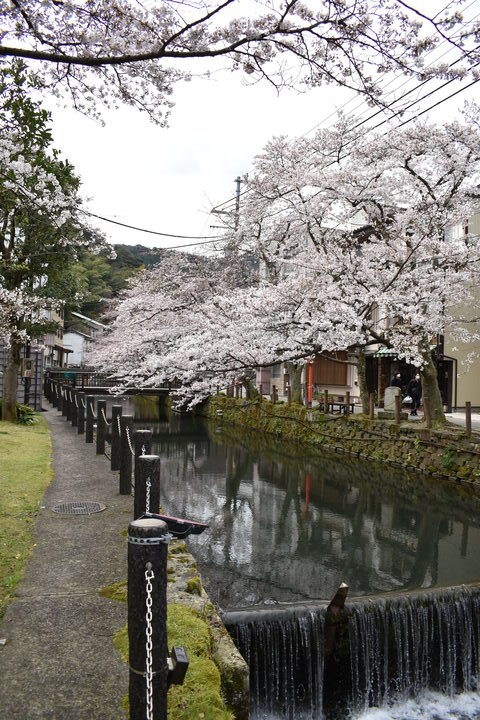 城崎温泉の風景_春の桜並木_木屋町通り