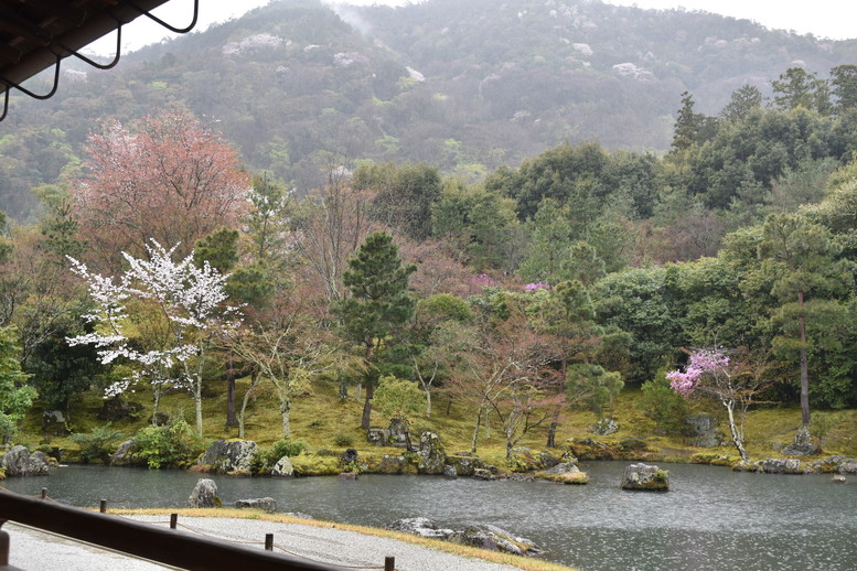 春の京都の見どころ_嵐山の名所_天龍寺の桜_曹源池庭園