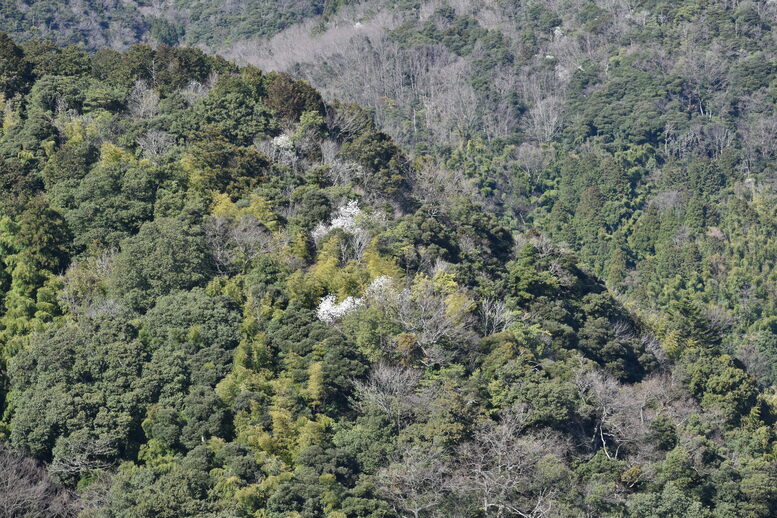 城崎温泉の風景_温泉街の自然_日本海の絶景