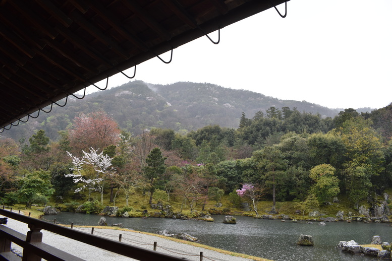 春の京都の見どころ_嵐山の名所_天龍寺の桜_曹源池庭園