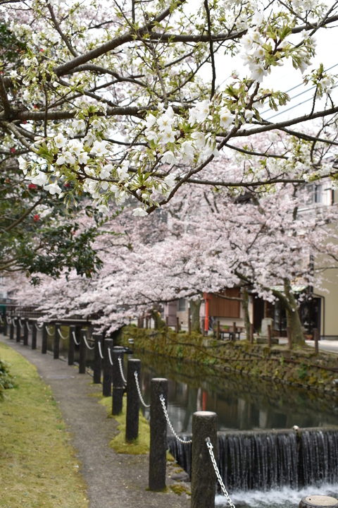 城崎温泉の風景_春の桜並木_木屋町通り