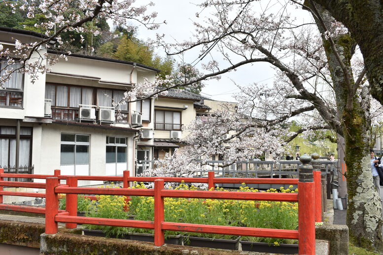 城崎温泉の風景_春の桜並木_木屋町通り