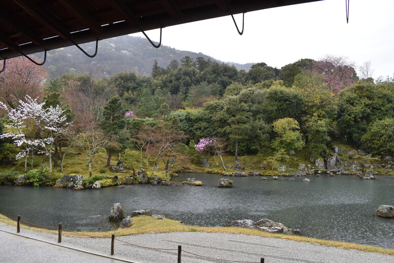 春の京都の見どころ_嵐山の名所_天龍寺の桜_曹源池庭園