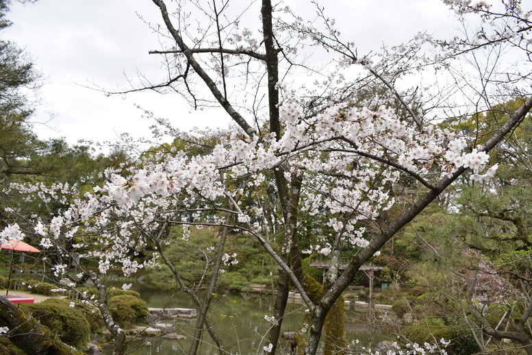 春の京都の名所観光_平安神宮神苑_中神苑の蒼龍池と桜