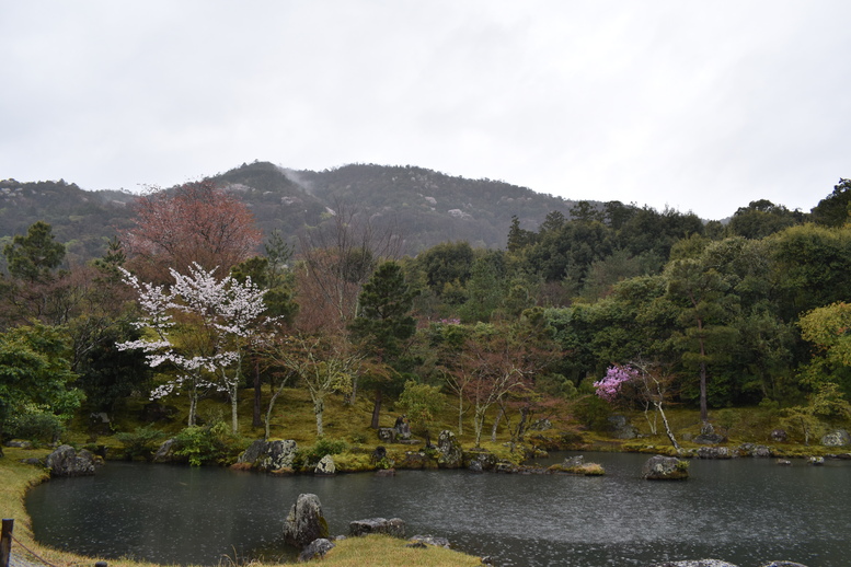 春の京都の見どころ_嵐山の名所_天龍寺の桜_曹源池庭園