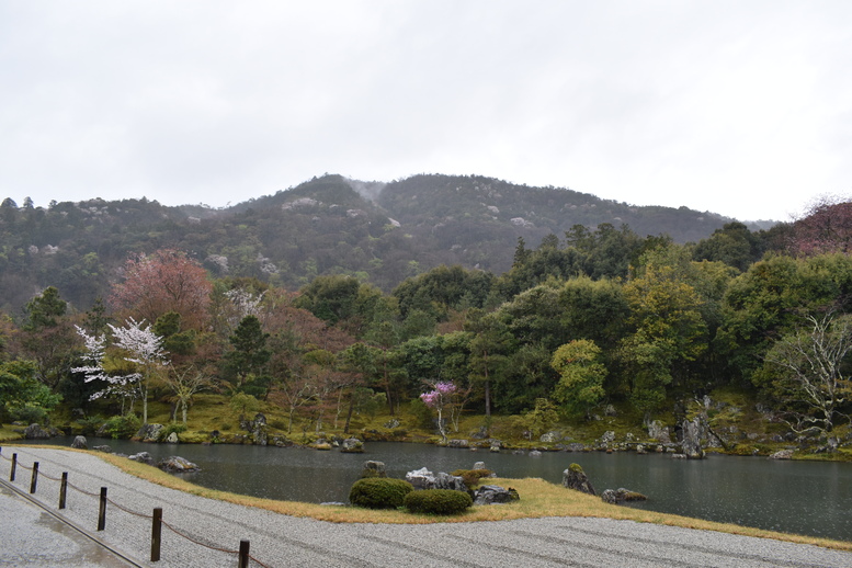 春の京都の見どころ_嵐山の名所_天龍寺の桜_曹源池庭園