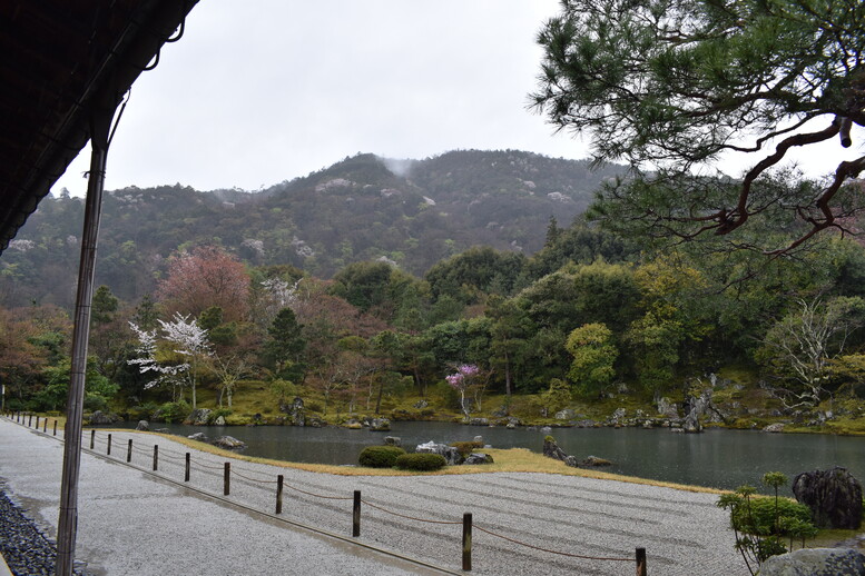 春の京都の見どころ_嵐山の名所_天龍寺の桜_曹源池庭園