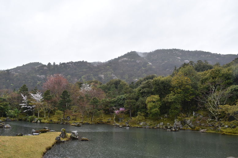 春の京都の見どころ_嵐山の名所_天龍寺の桜_曹源池庭園